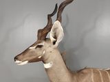 a large antelope that is standing in the room