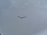 a bird that is flying in the sky above the clouds