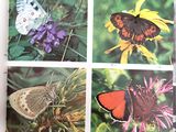 quatre images de papillons différents sur la page
