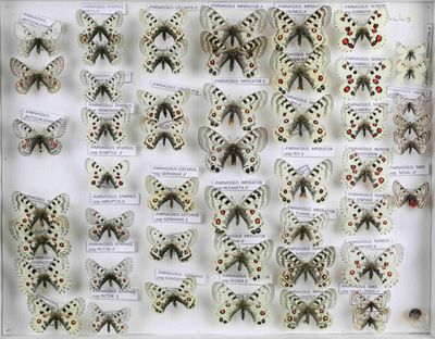 de nombreux papillons exposés dans une vitrine