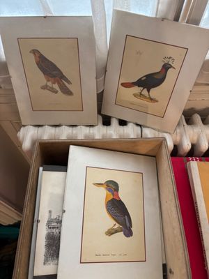 three framed pictures of birds sitting on top of each other