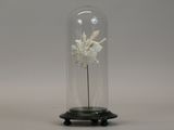 a glass dome with a white flower inside of it