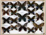 de nombreux papillons disposés dans un cadre en bois