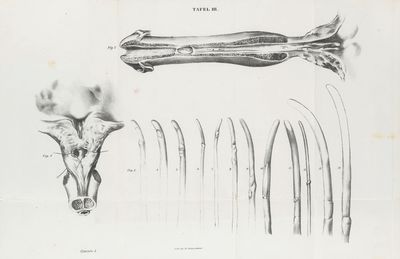 an old black and white drawing of a deer ' s head and other animal ' s bones
