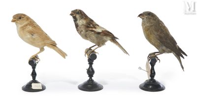 trois petits oiseaux perchés les uns à côté des autres sur un support métallique