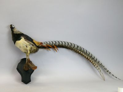 [Taxidermie] Faisan de Lady Amherst mâle - Chrysolophus amhe…