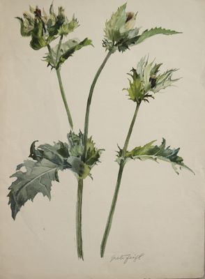 peinture représentant une plante aux feuilles vertes et aux fleurs, sur fond blanc