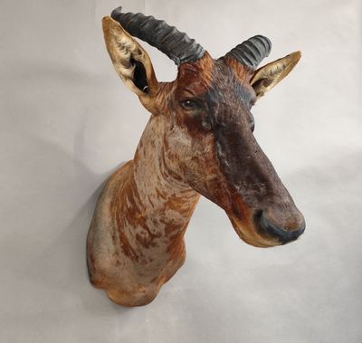 une tête d'antilope brune et noire fixée sur un mur blanc