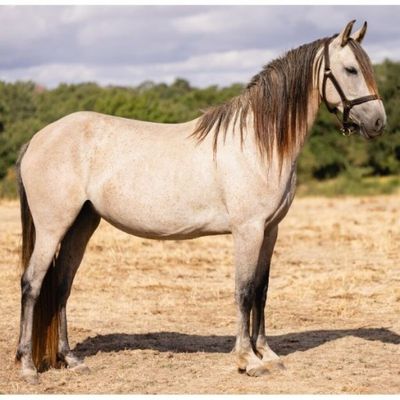 un cheval qui se tient au milieu d'un champ