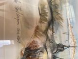 a painting of a fish on display in a glass case