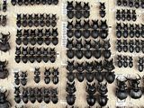 many different types of beetles displayed on the wall