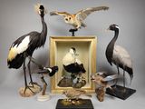 de nombreux oiseaux exposés dans un cadre