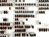 a lot of bugs that are on the wall