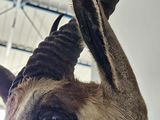 a close up of a goat ' s head with large horns