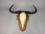 an image of a bull skull mounted on a wall