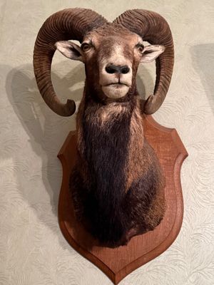 a ram head mounted on the wall of a room
