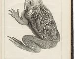a drawing of a frog sitting on top of a book