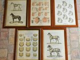 quatre photos encadrées de différents types d'animaux sur un mur de briques