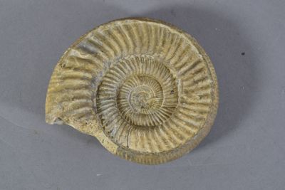an ammonet fossil is shown on a table with a white background