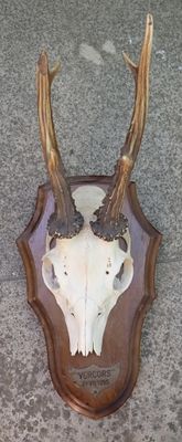 un crâne de cerf avec ses bois, monté sur une plaque en bois
