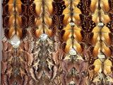 many different types of feathers displayed in a box
