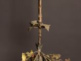 une image représentant un bougeoir orné de fleurs