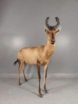 un cerf debout dans une pièce sur fond gris