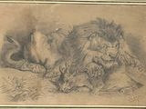 an old drawing of a lion laying on the ground next to a dead animal