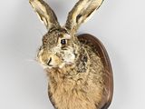 un gros plan sur une tête de lapin empaillée accrochée au mur