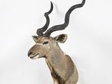 a large antelope with long horns mounted on a wall