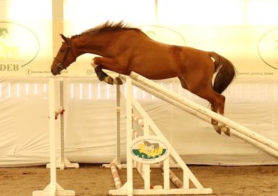 a horse that is jumping over a rail in the dirt