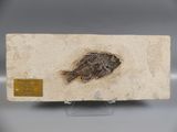 a fossil fish is displayed on a stone block