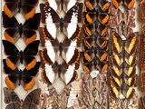 many different types of butterflies on display in a display case