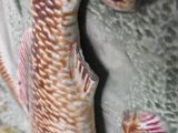 a close up of a vase with a fish on it