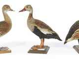 trois canards sont posés sur des socles en bois, sur une surface blanche