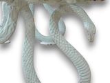 a white snake that is sitting on top of a table