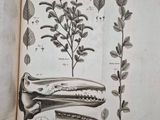 an open book with drawings of plants and animals on it