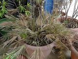 de nombreuses plantes en pot posées à même le sol