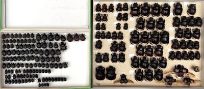 many different types of black buttons in a display case
