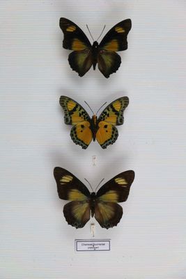 trois papillons dans une vitrine posée sur une surface blanche