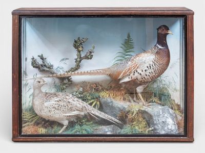 Diorama aux faisans vitrine avec deux spécimens naturalisés … - Photo 1