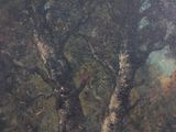 a painting of a red bird perched on a tree