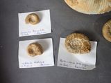 four fossil specimens are displayed on a table with notes on them