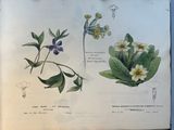 un livre ouvert sur lequel est dessiné un motif de fleurs et de feuilles