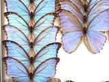 many different butterflies in a white box on display