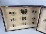 two different types of beetles in a display case