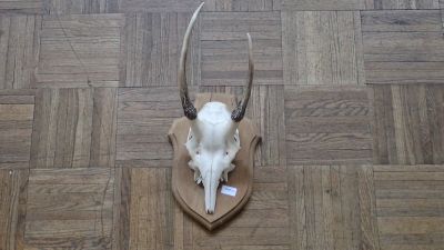 Massacre de cerf (Cervus Elaphus,) tête bizarde sur plaque d…