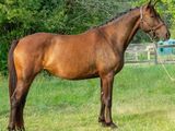 un cheval brun qui se tient debout dans l'herbe