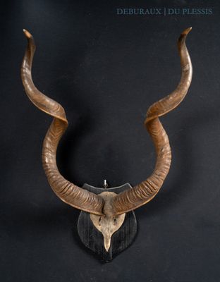 an antelope head mounted on a wall with a black background