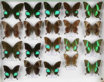 de nombreux papillons exposés dans une vitrine